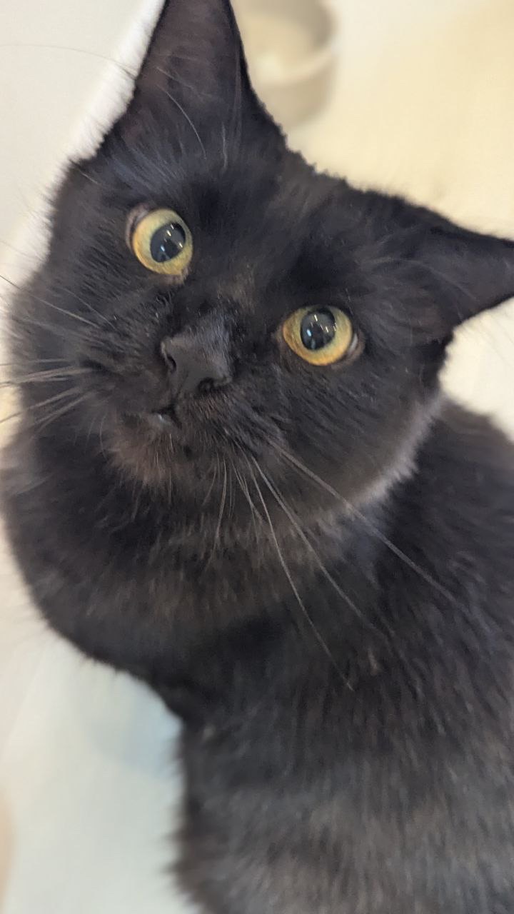 Дуже гарна і розумна киця Мартіша!