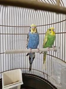 Хвилястий папуга