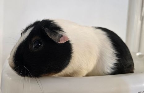 Морскі свінки