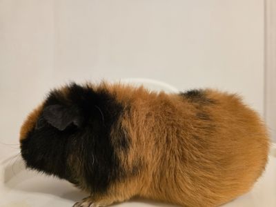 Морскі свінки