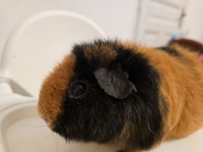 Морскі свінки