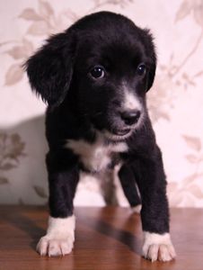 Пухнаста компаньйонка