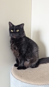 Дуже гарна і розумна киця Мартіша!