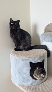 Дуже гарна і розумна киця Мартіша!