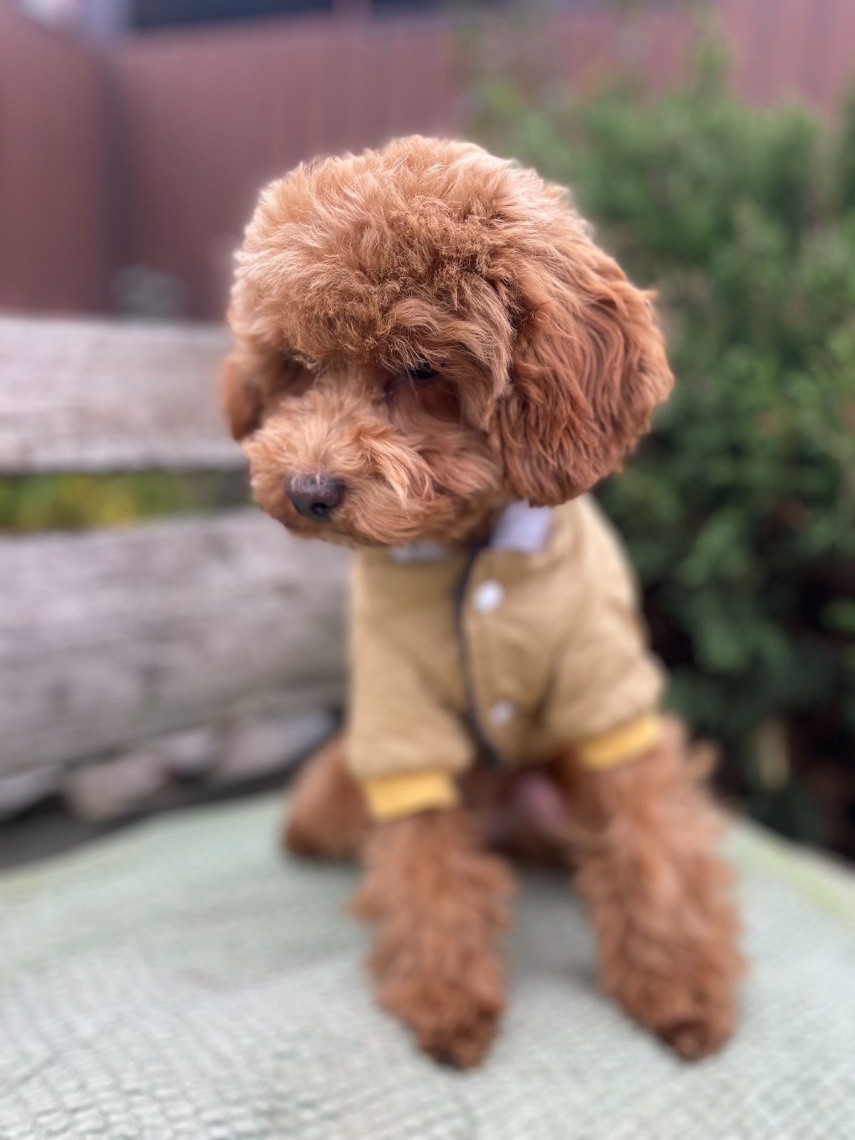 Щенок той-пудель