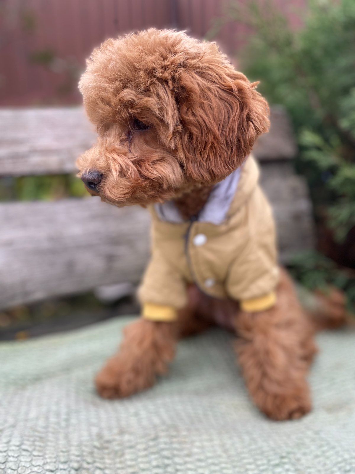 Щенок той-пудель