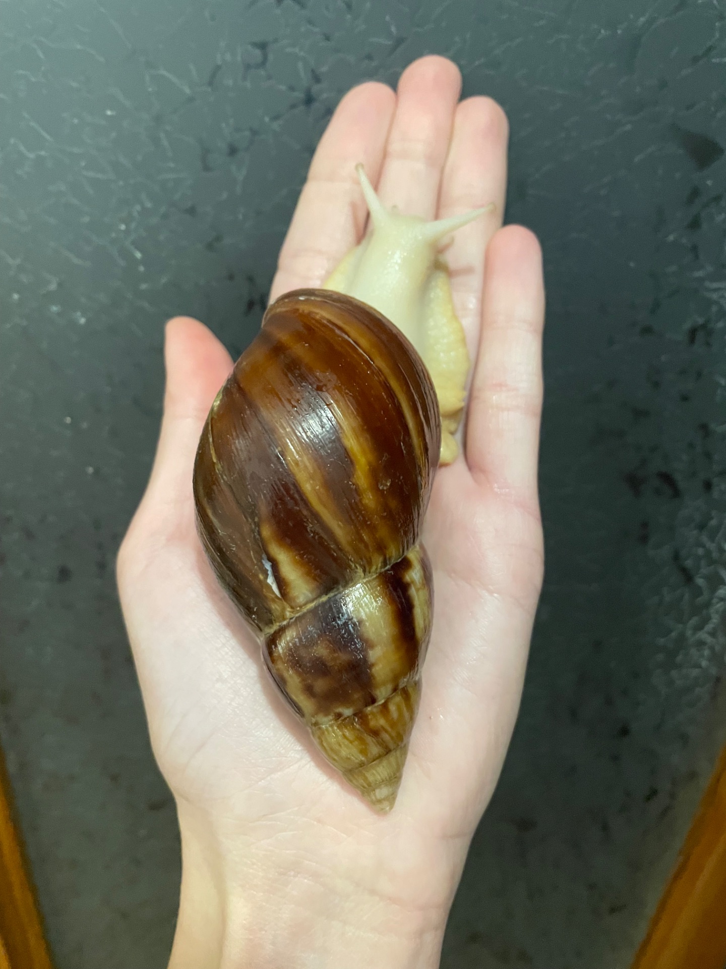 Пара косметичних ахатин