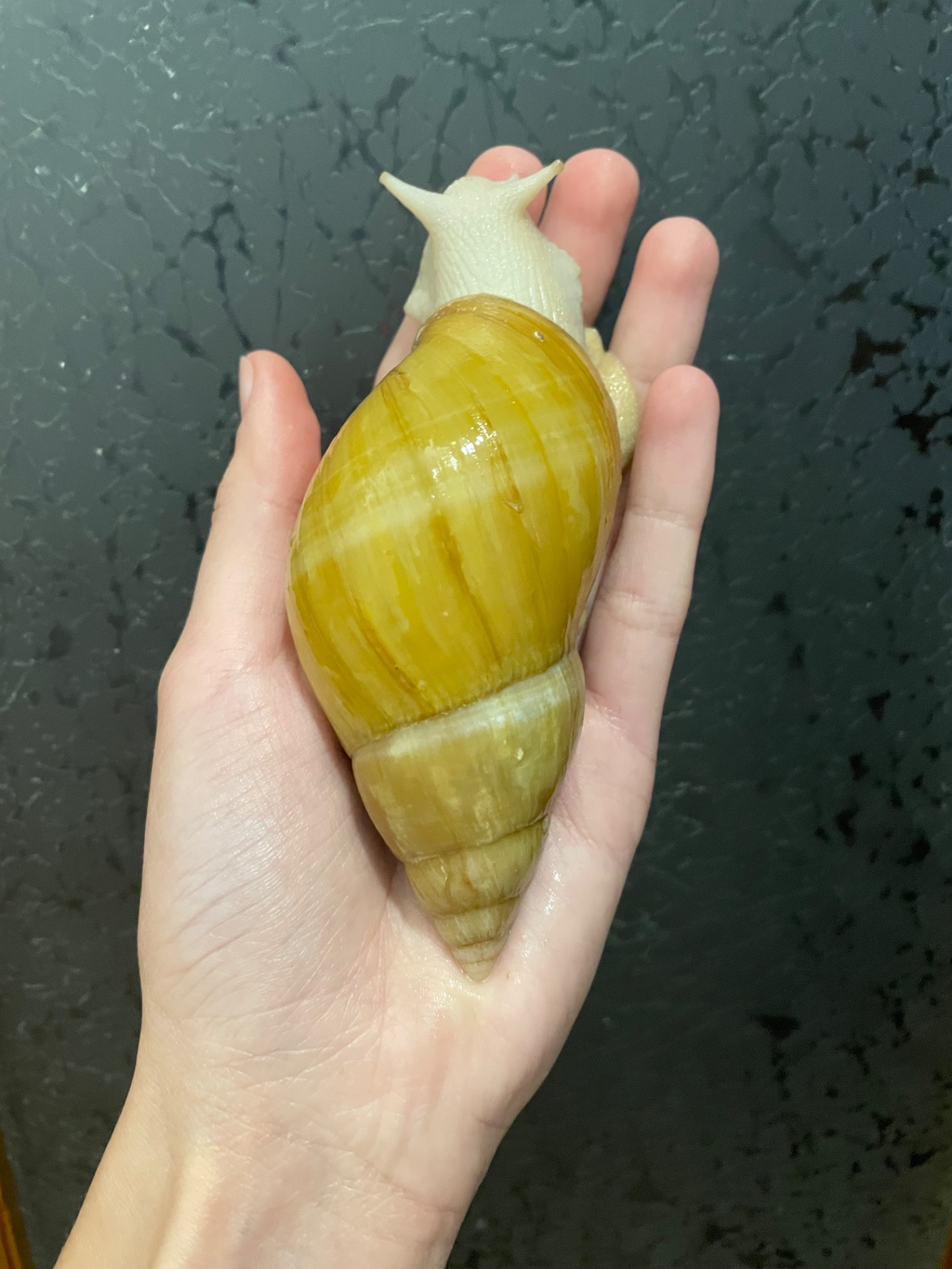 Пара косметичних ахатин