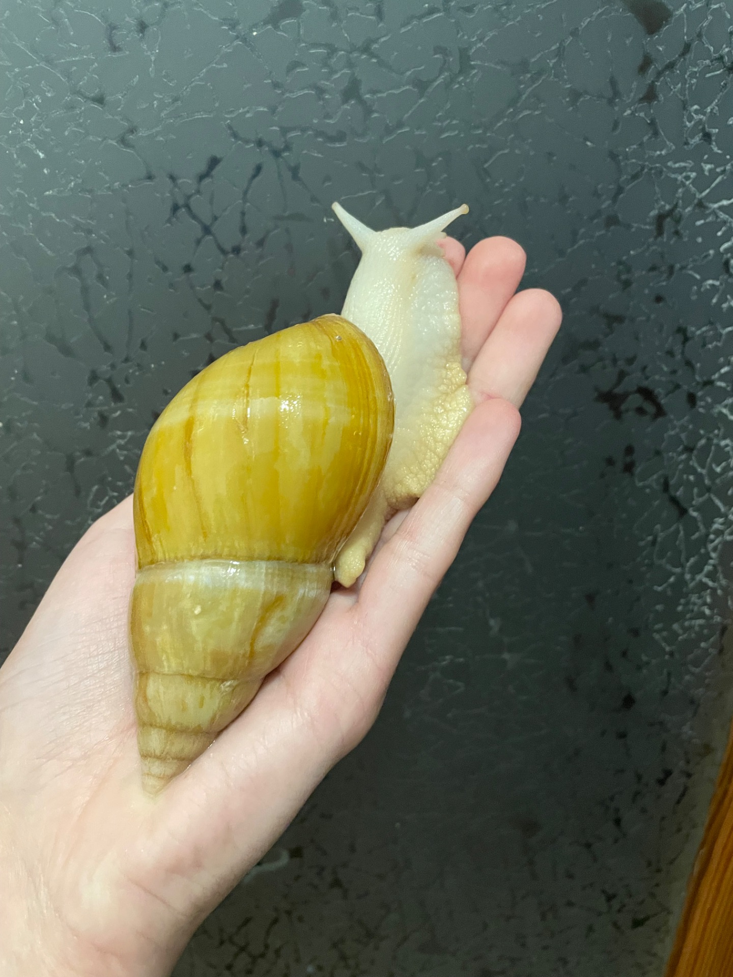 Пара косметичних ахатин