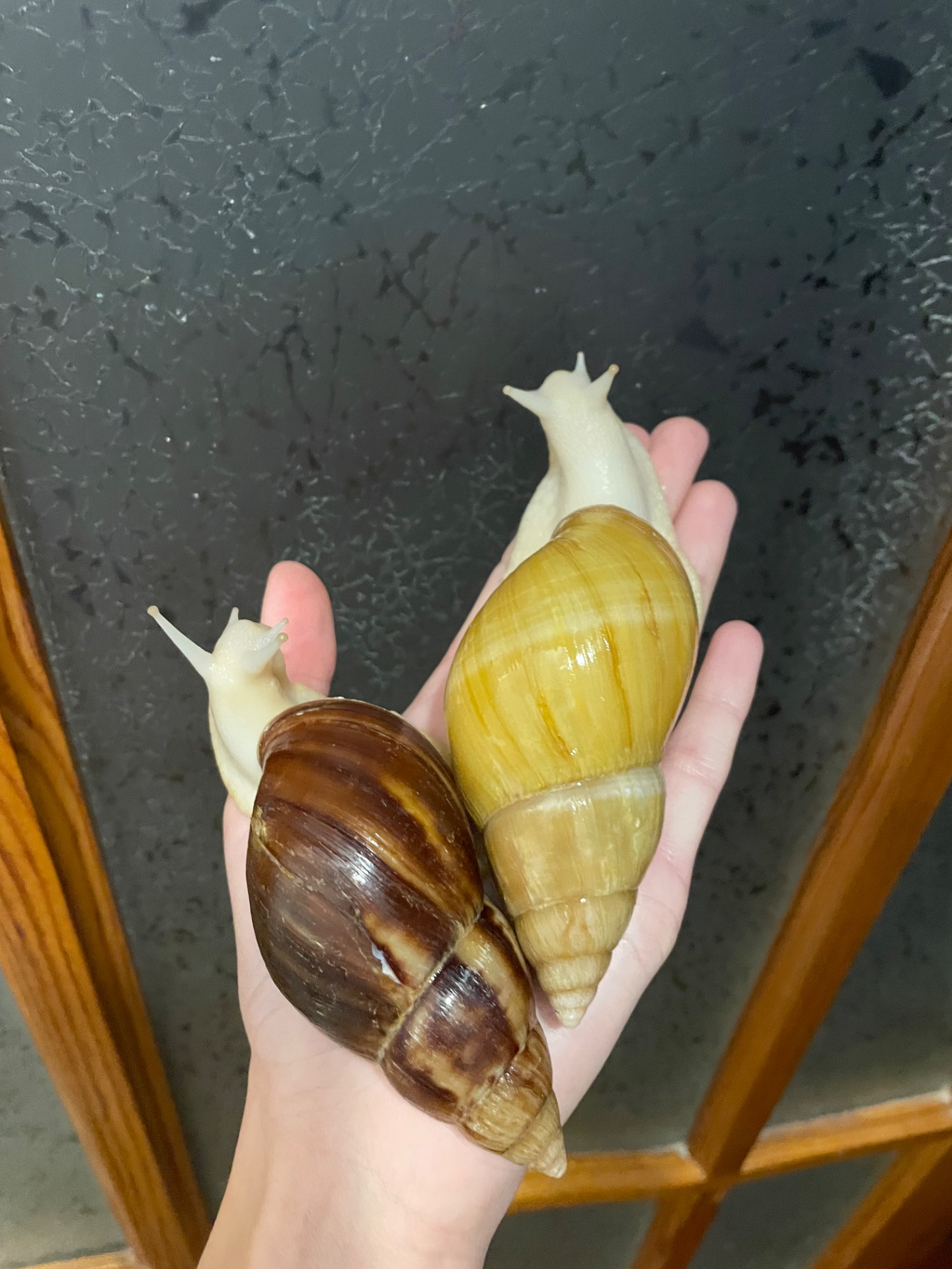 Пара косметичних ахатин