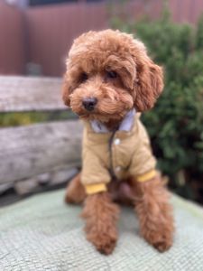 Щенок той-пудель