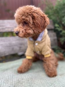 Щенок той-пудель