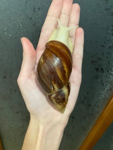 Пара косметичних ахатин