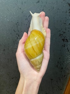 Пара косметичних ахатин