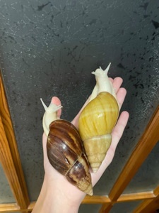 Пара косметичних ахатин