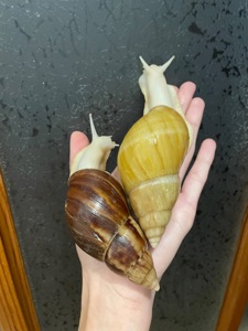 Пара косметичних ахатин