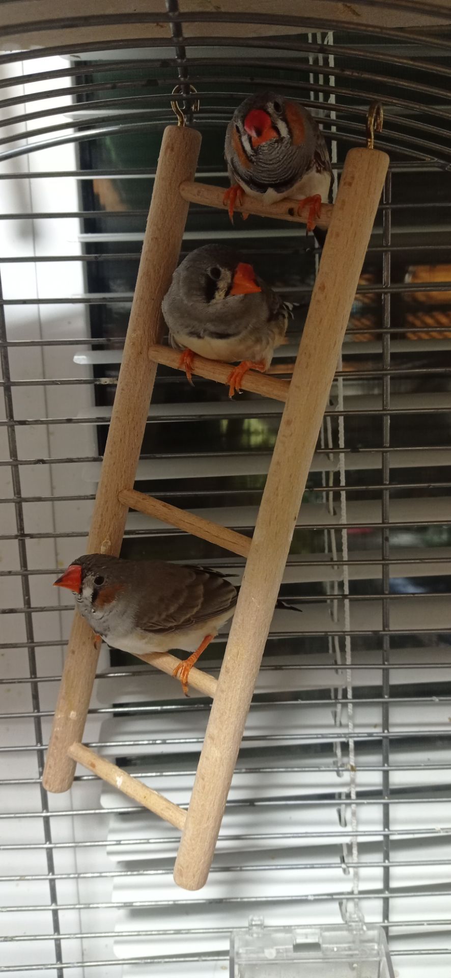 Зеброві амадини