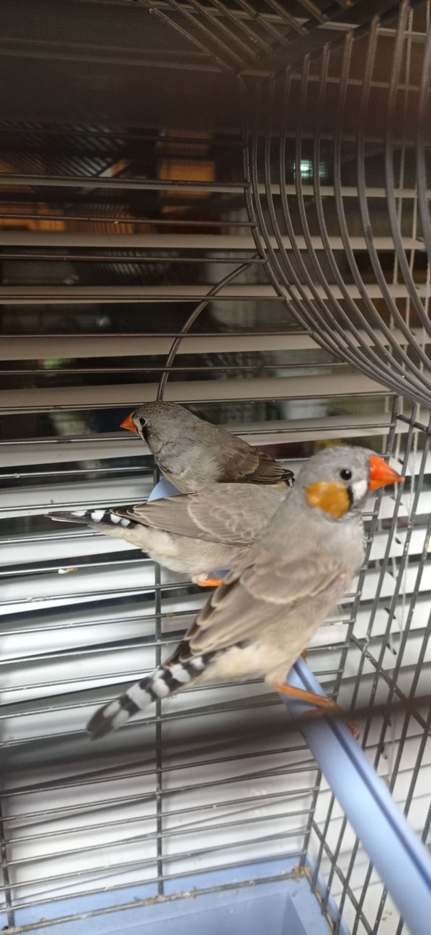 Зеброві амадини