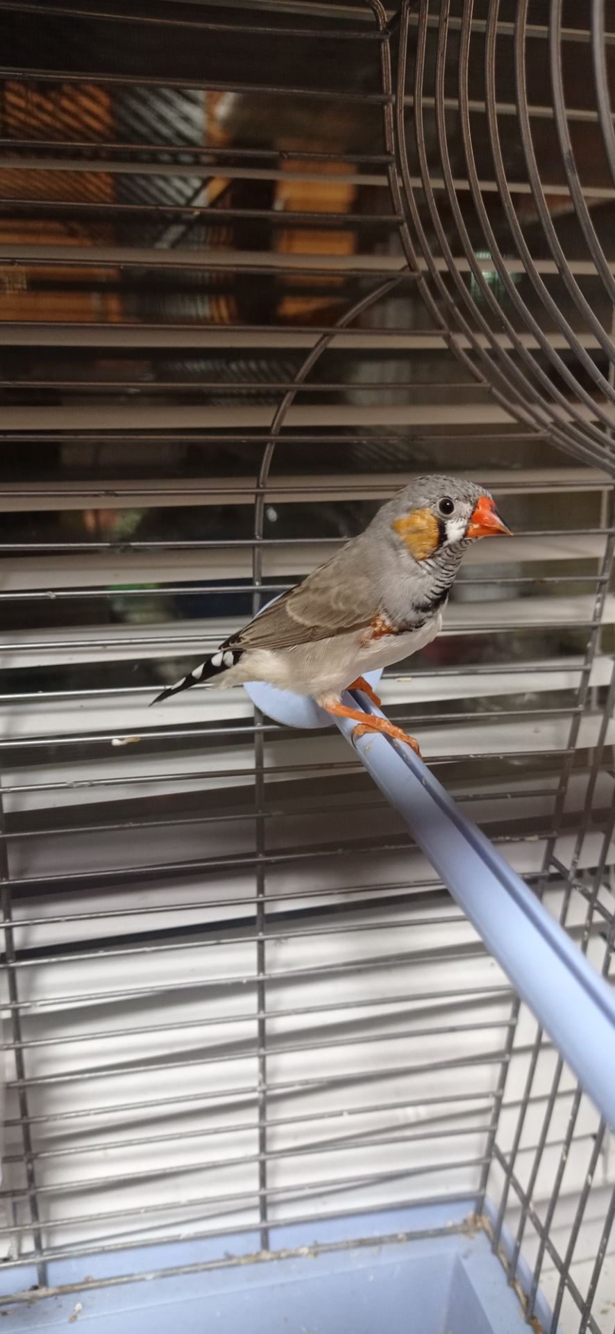 Зеброві амадини