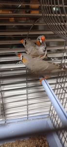 Зеброві амадини