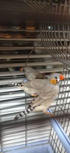 Зеброві амадини