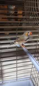 Зеброві амадини