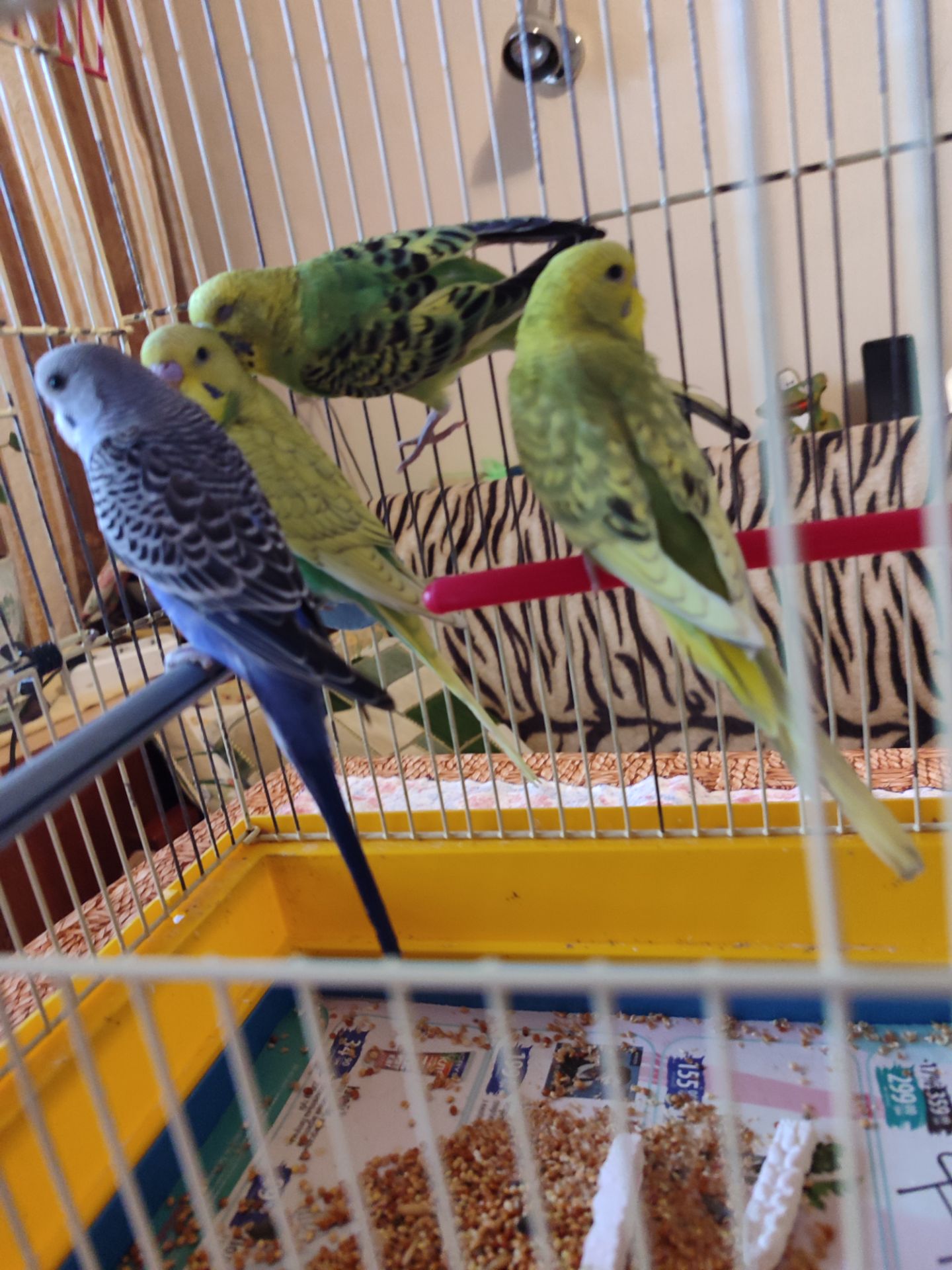 Волнистые попугаи