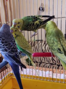 Волнистые попугаи