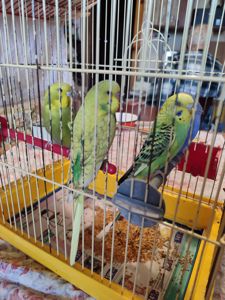 Волнистые попугаи