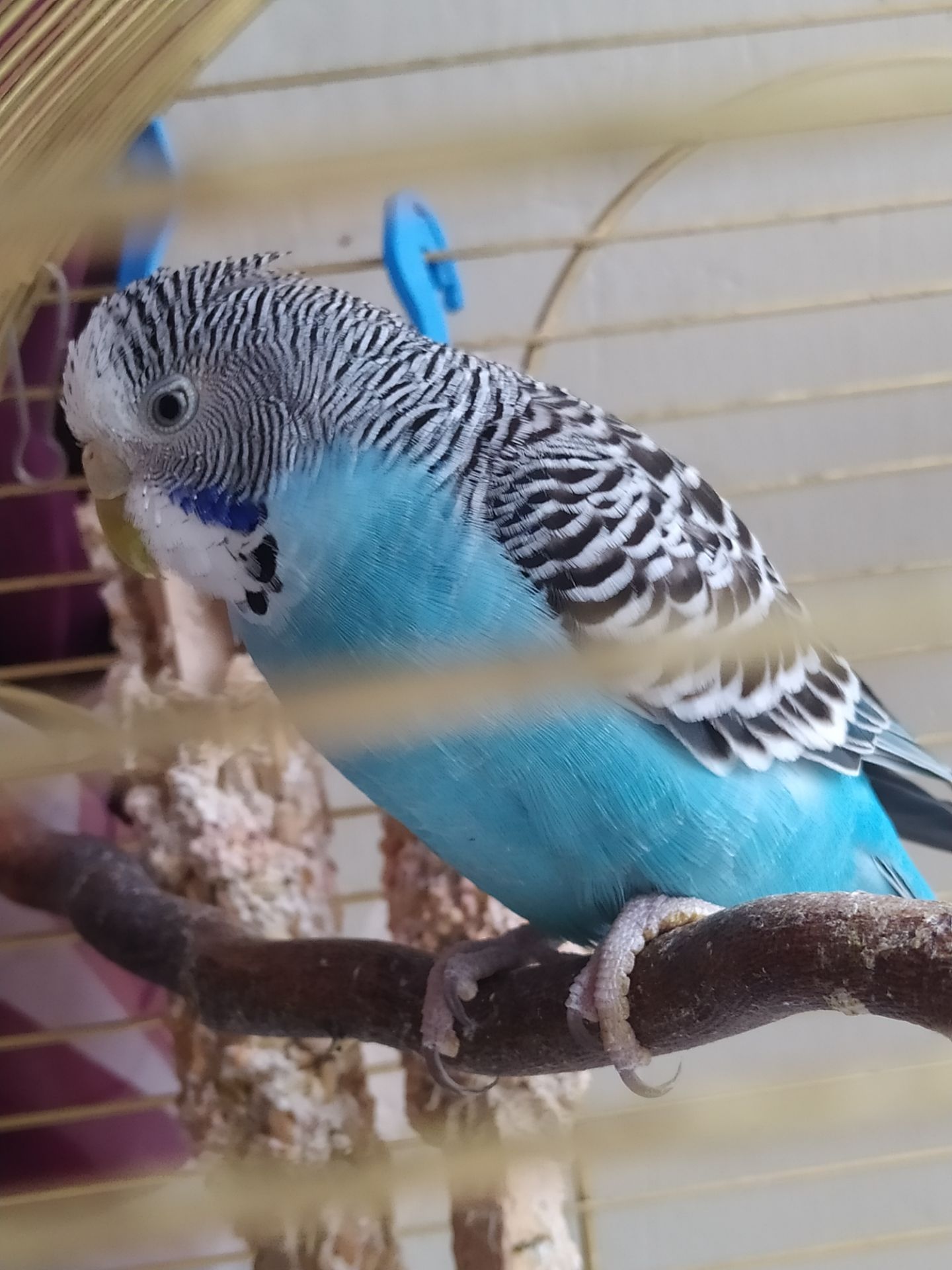 Хвиляста папуга