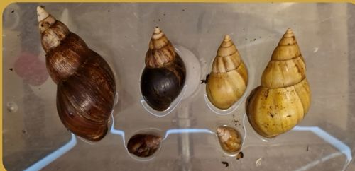 Дорослий равлик Ахатини Фуліки Хемелі