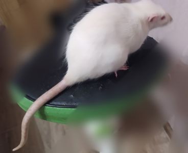 Декоративна молода криса пацючка