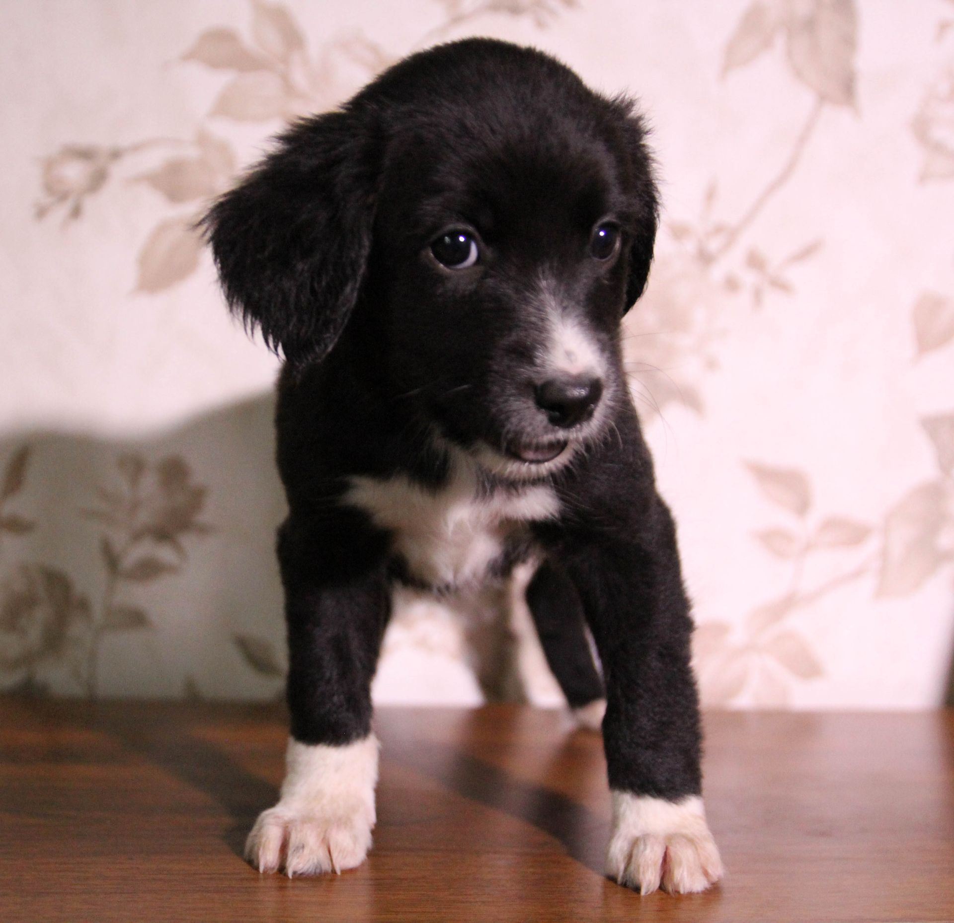 Дружня компаньйонка