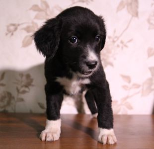 Пухнаста компаньйонка