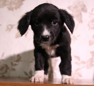 Пухнаста компаньйонка