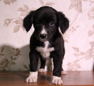 Пухнаста компаньйонка