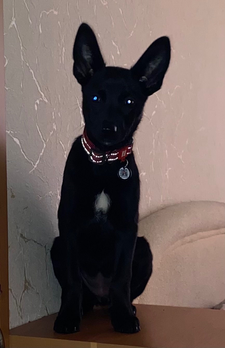 Цуценя з Донбасу