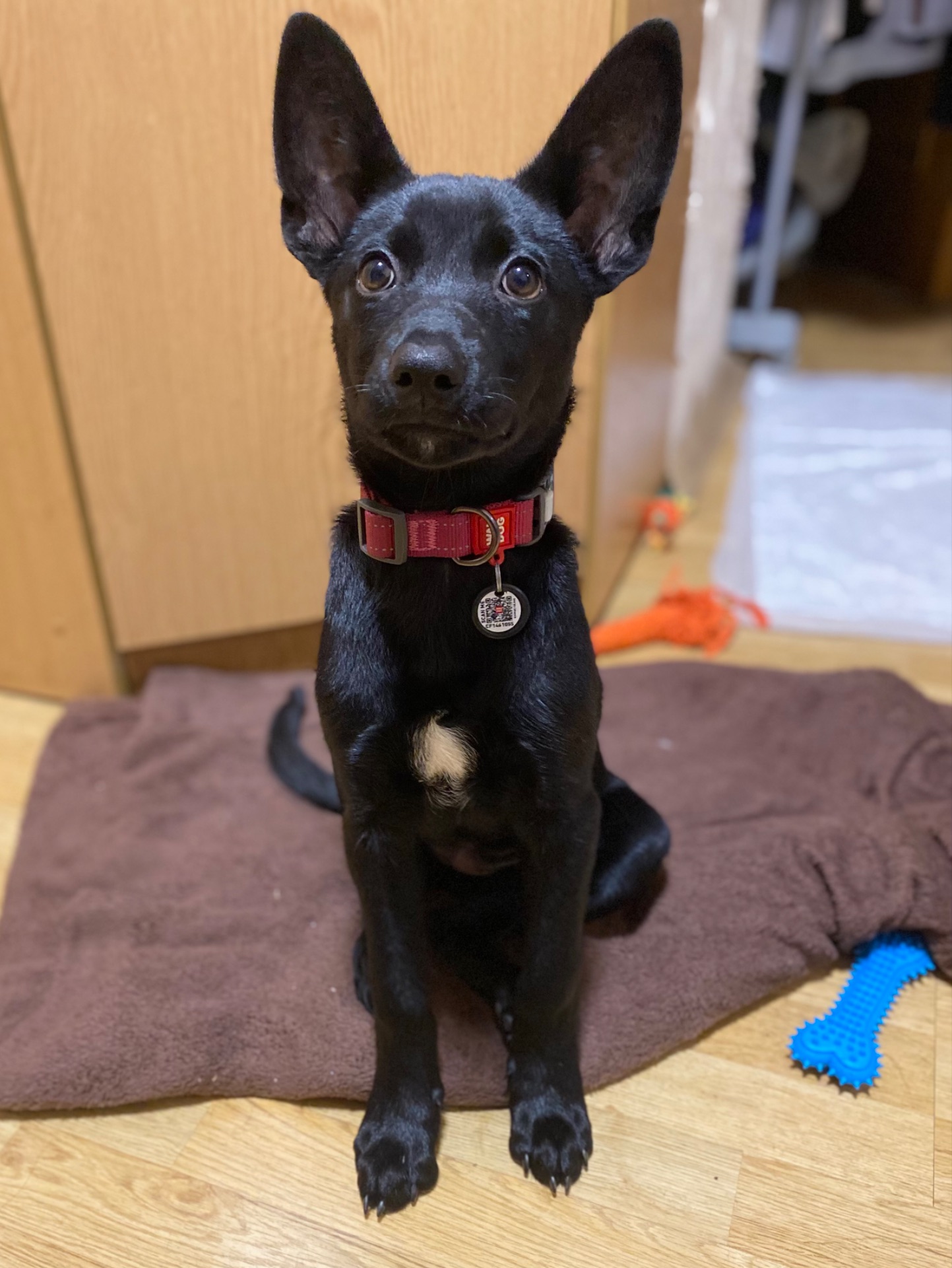 Цуценя з Донбасу