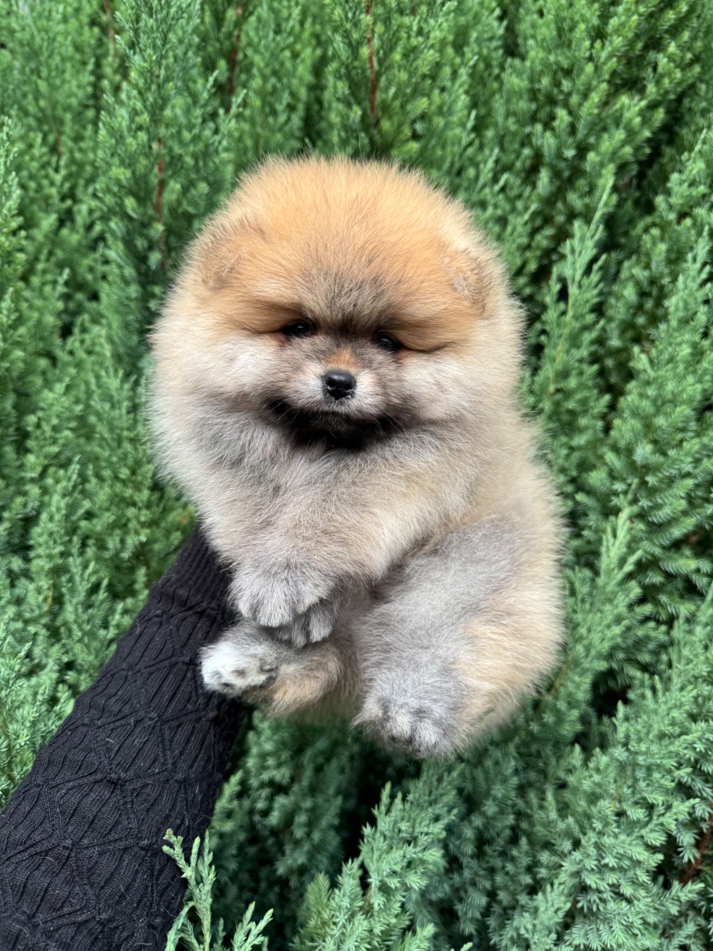 Померанський шпіц хлопчик 3,5 місяці