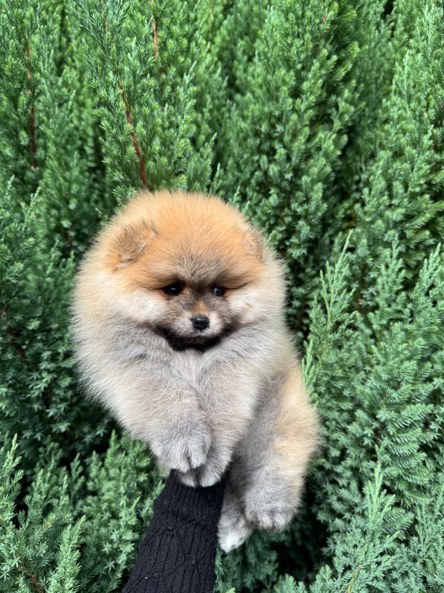 Померанський шпіц хлопчик 3,5 місяці