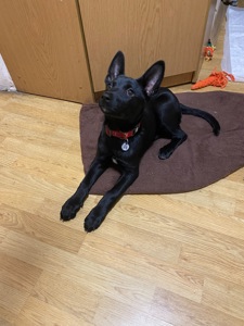 Цуценя з Донбасу