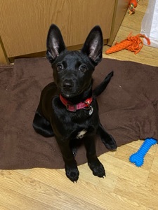 Цуценя з Донбасу