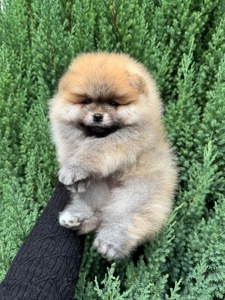 Померанський шпіц хлопчик 3,5 місяці
