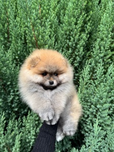 Померанський шпіц хлопчик 3,5 місяці