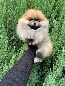 Померанський шпіц хлопчик 3,5 місяці