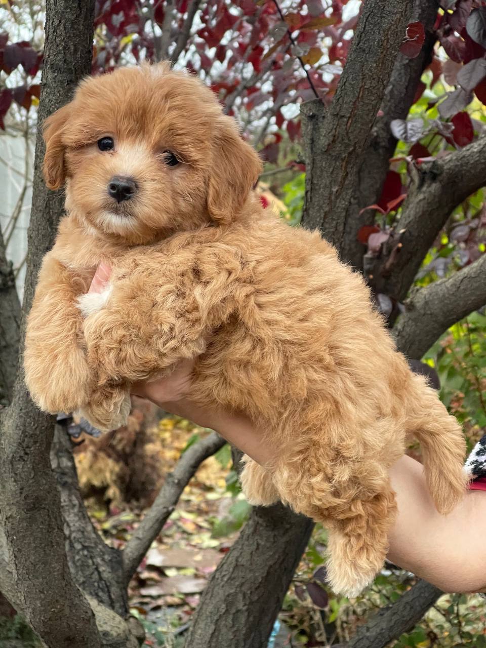 Неймовірний малюк мальтіпу ф1! Є доставка!