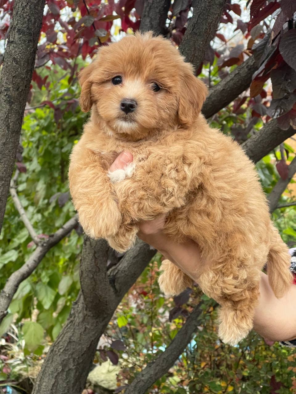 Неймовірний малюк мальтіпу ф1! Є доставка!