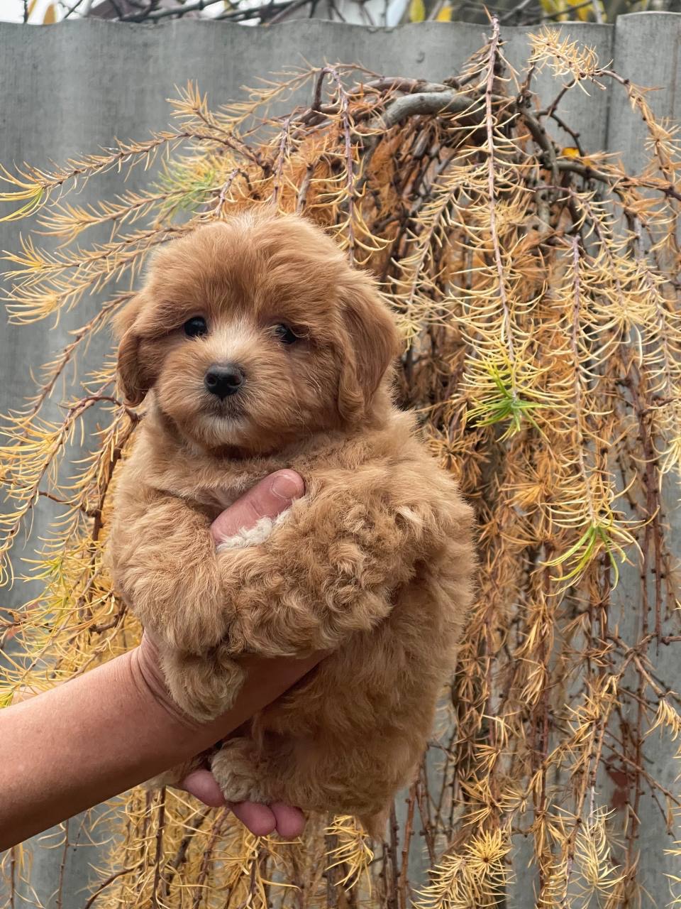 Неймовірний малюк мальтіпу ф1! Є доставка!