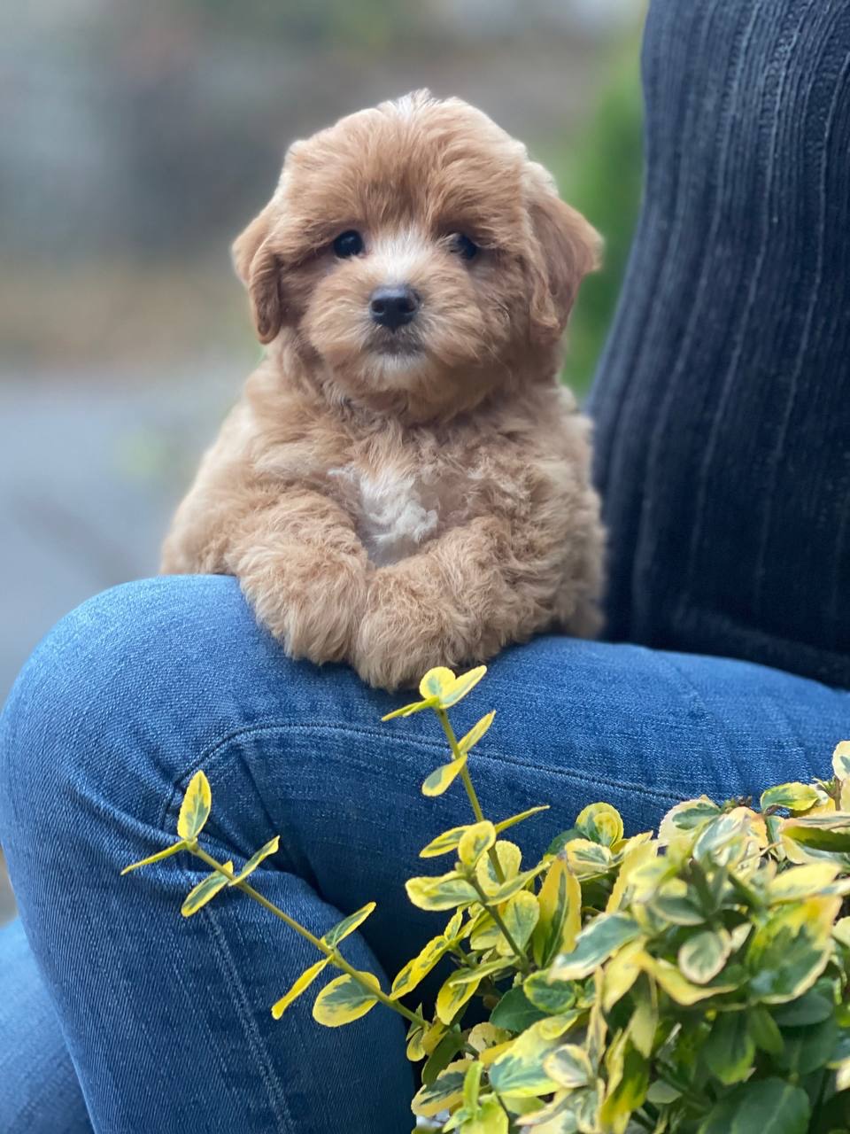 Неймовірний малюк мальтіпу ф1! Є доставка!