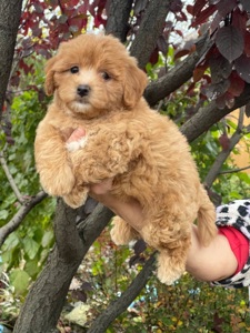 Неймовірний малюк мальтіпу ф1! Є доставка!